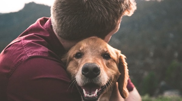 Huấn luyện chó Golden giúp gắn kết tình cảm giữa chủ và thú cưng