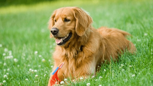 Cách huấn luyện chó golden retriever là điều cần thiết để bé ngoan hơn