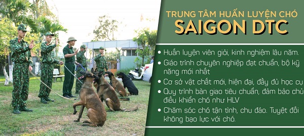 Phương pháp huấn luyện chó cảnh chuyên nghiệp ở trung tâm huấn luyện chó Sài Gòn DTC