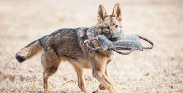 Huấn luyện chó malinois với các bài tập cơ bản