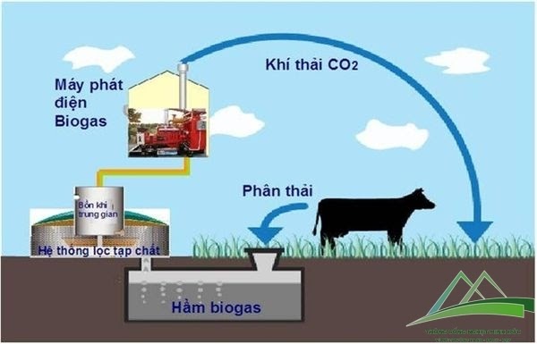 Dùng hầm biogas xử lý nước thải chăn nuôi