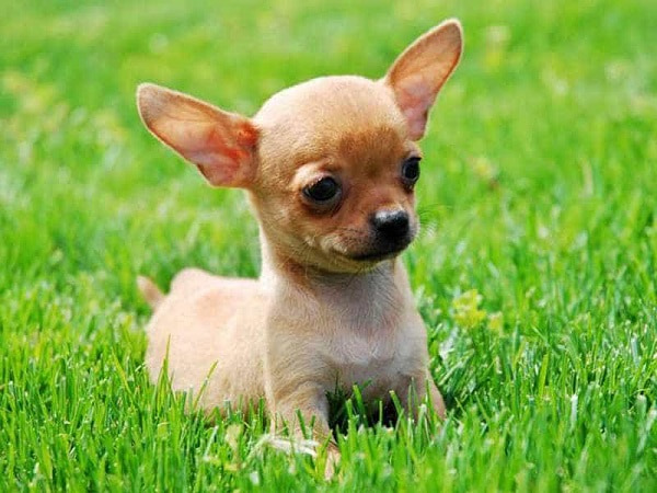 Giống chó dễ nuôi Chihuahua khá phổ biến tại Việt Nam