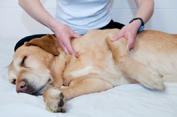 Chó bị co giật là bệnh rất phổ biến và thường không ảnh hưởng đến tính mạng của chó