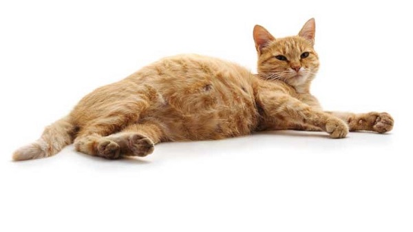 Mèo bị ốm do tiểu đường là căn bệnh khá phổ biến ở mèo