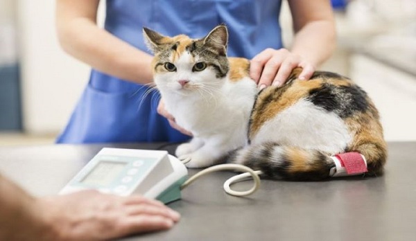 Nếu phát hiện bệnh nặng hãy đưa mèo đến cơ sở thú y để thăm khám