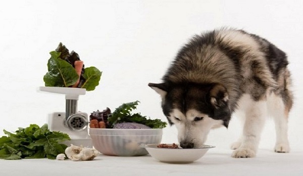 Bạn cần cung cấp đầy đủ chất dinh dưỡng cho chó để hạn chế co giật