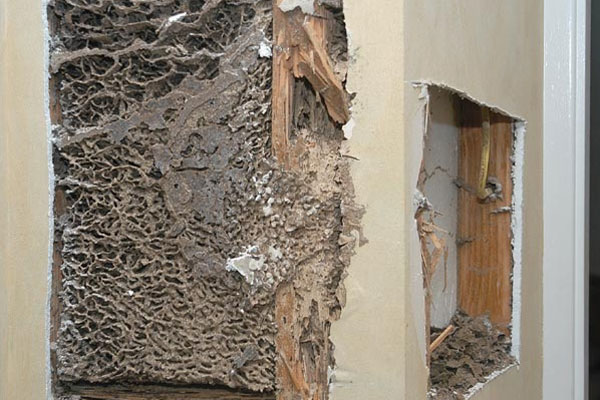 Cách xử lý mối trong tường nhà hiệu quả triệt để không tái phát