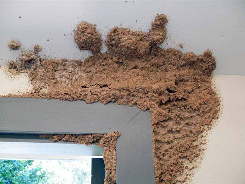 Dấu mối trên vách tường
