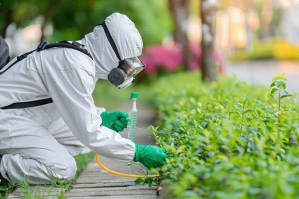 giải pháp xử lý mối tại Hà Nội.