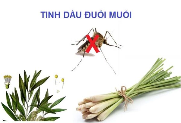 Tinh dầu sả đuổi muỗi giải pháp thiên nhiên an toàn, hiệu quả
