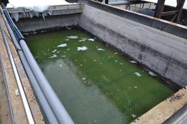 Tìm hiểu các giải pháp xử lý nước thải chăn nuôi thân thiện với môi trường