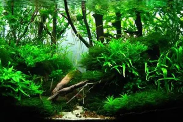 Sử dụng thực vật thủy sinh để xử lý nước thải